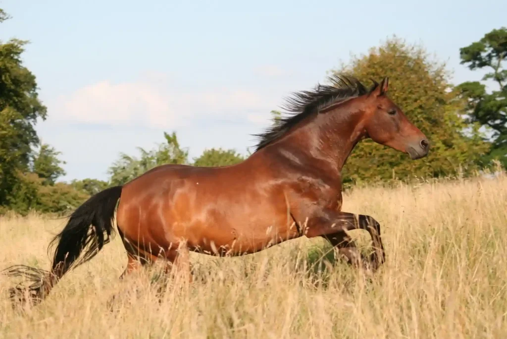 What is the Minimum Bet in Horse Racing? What is the Minimum Bet in Horse Racing?